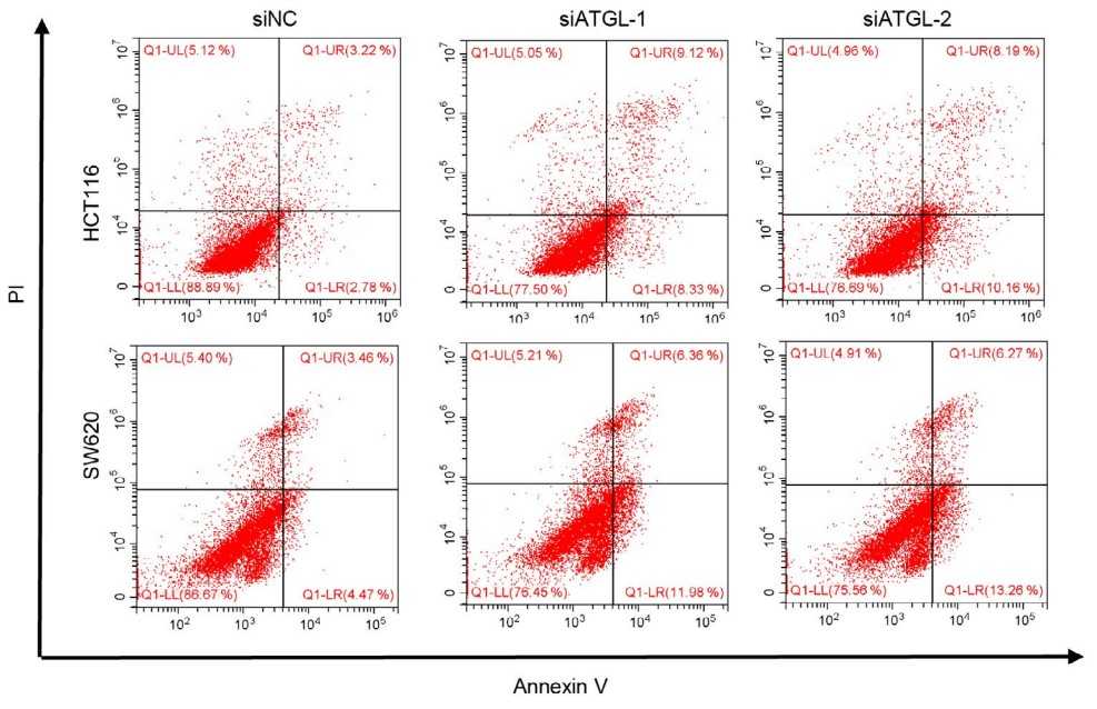 Detect apoptosis by flow cytometry.jpg